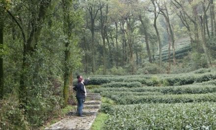 Tea Letters: Meijiawu tea fields and Jiu Qu Hong Mei tea