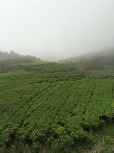 Wang's lower tea field