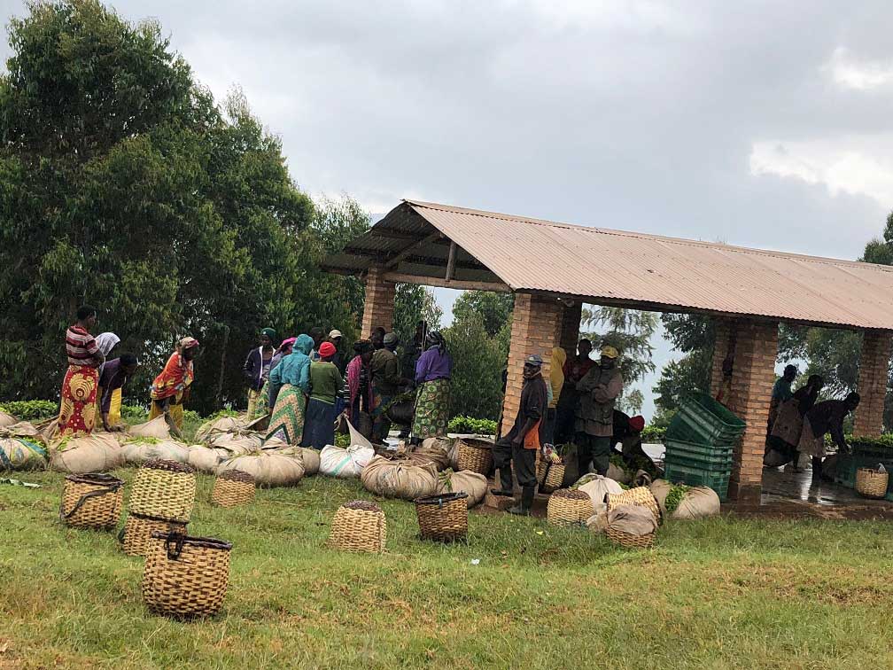 Pick-up Station Rwandan Tea Field